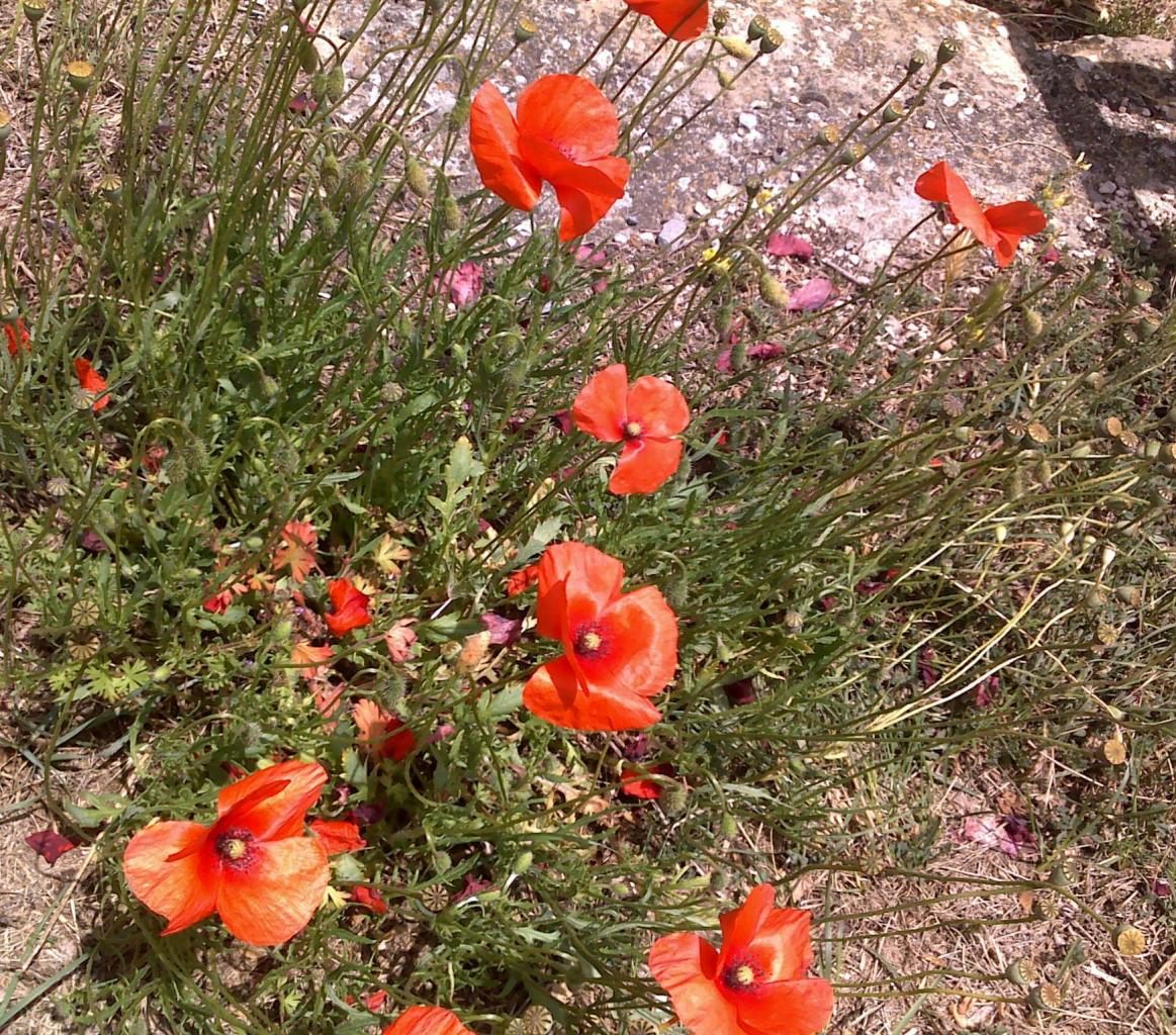 Les Coquelicots