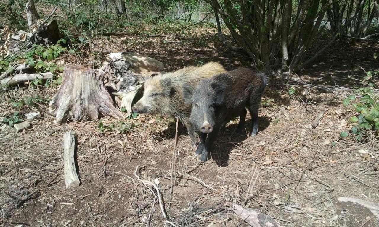 Les sangliers à Champagnac