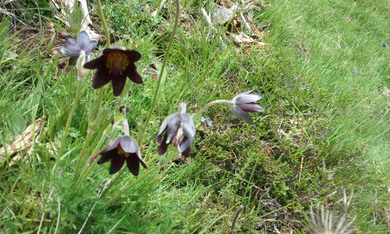 L'anémone pulsatile au lac du pêcher