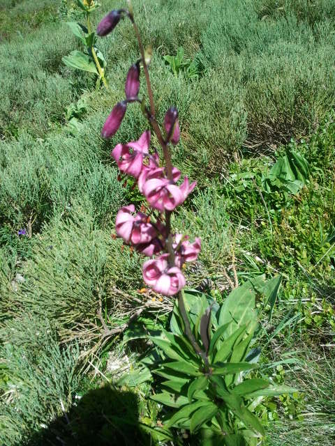 Lys Martagon au Puy Mary