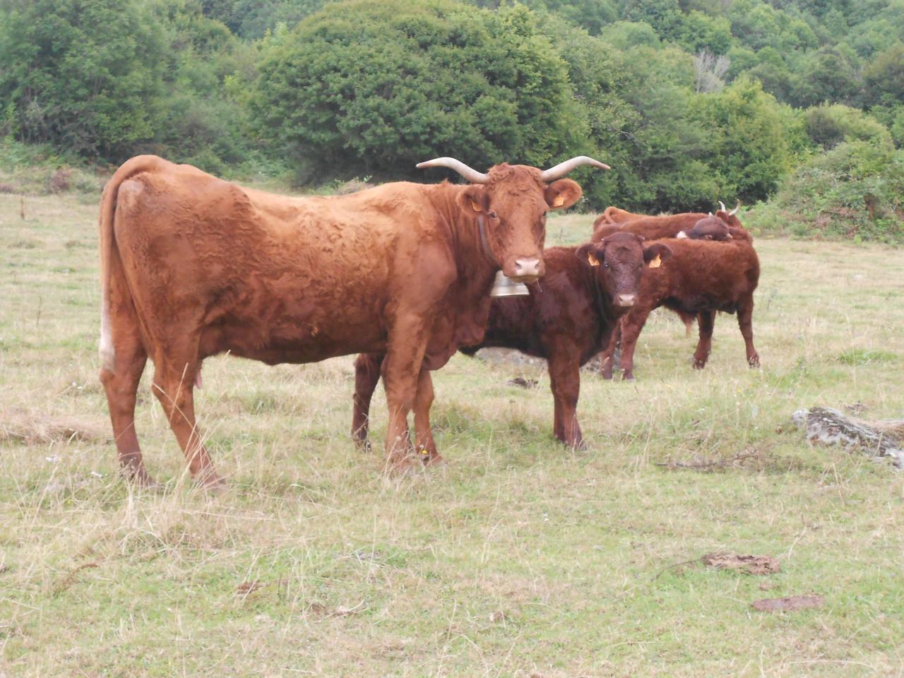 Les vaches Salers