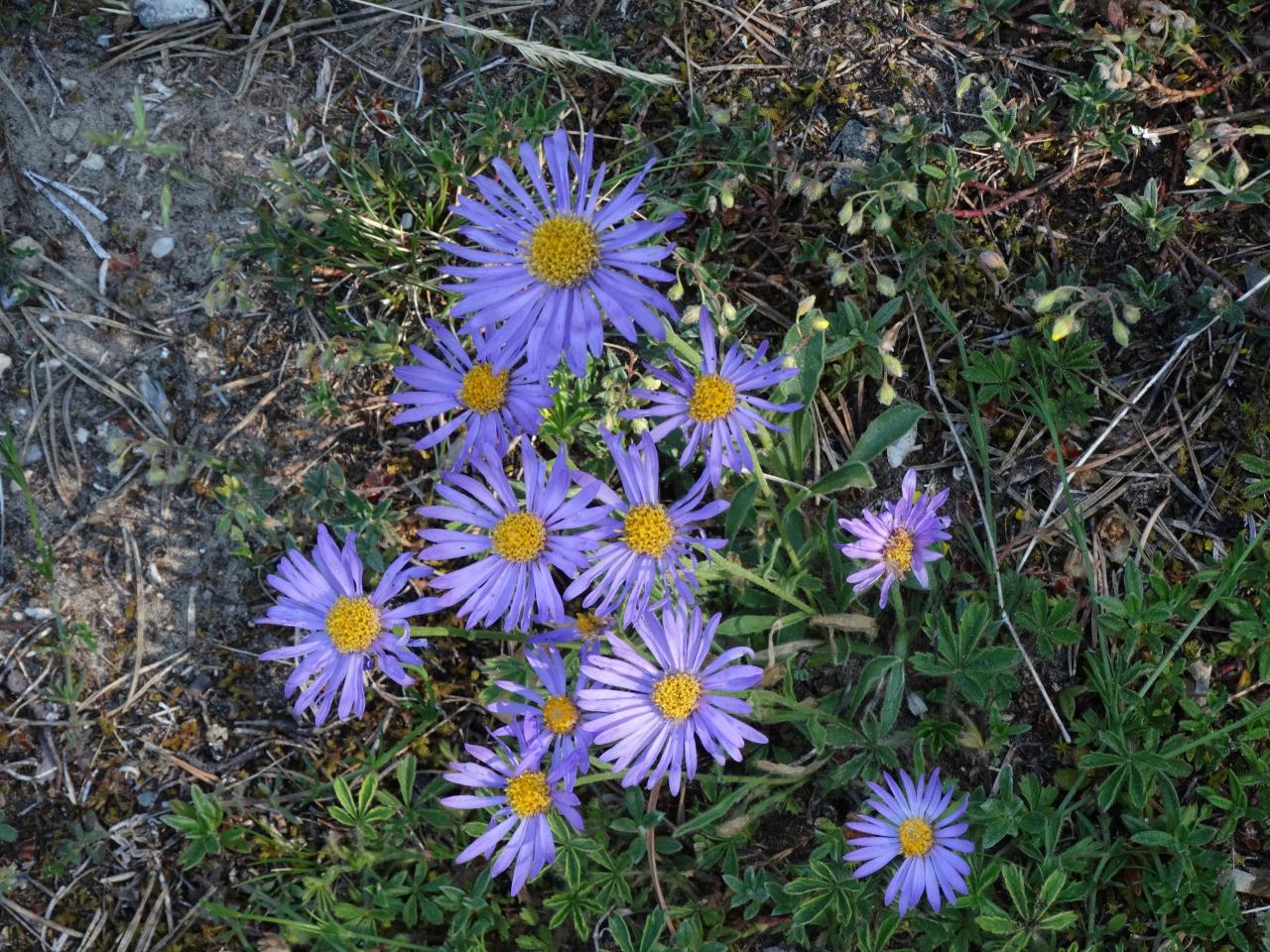 Les Asters