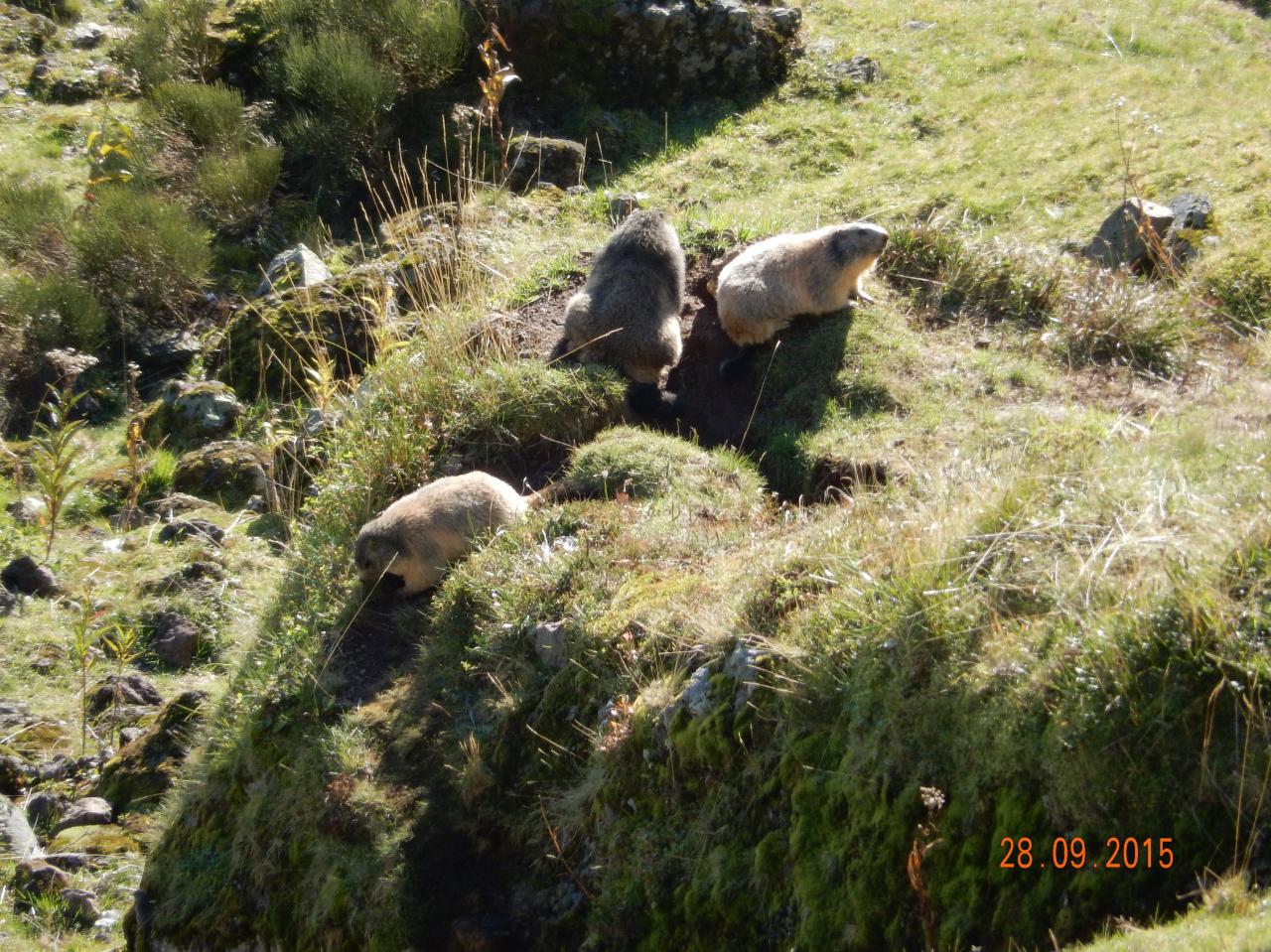 Les marmottes au col d'Eylac