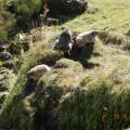 Les marmottes au col d'Eylac