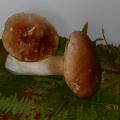 Les Cèpes