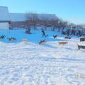 Les chiens de traîneau à Chastreix