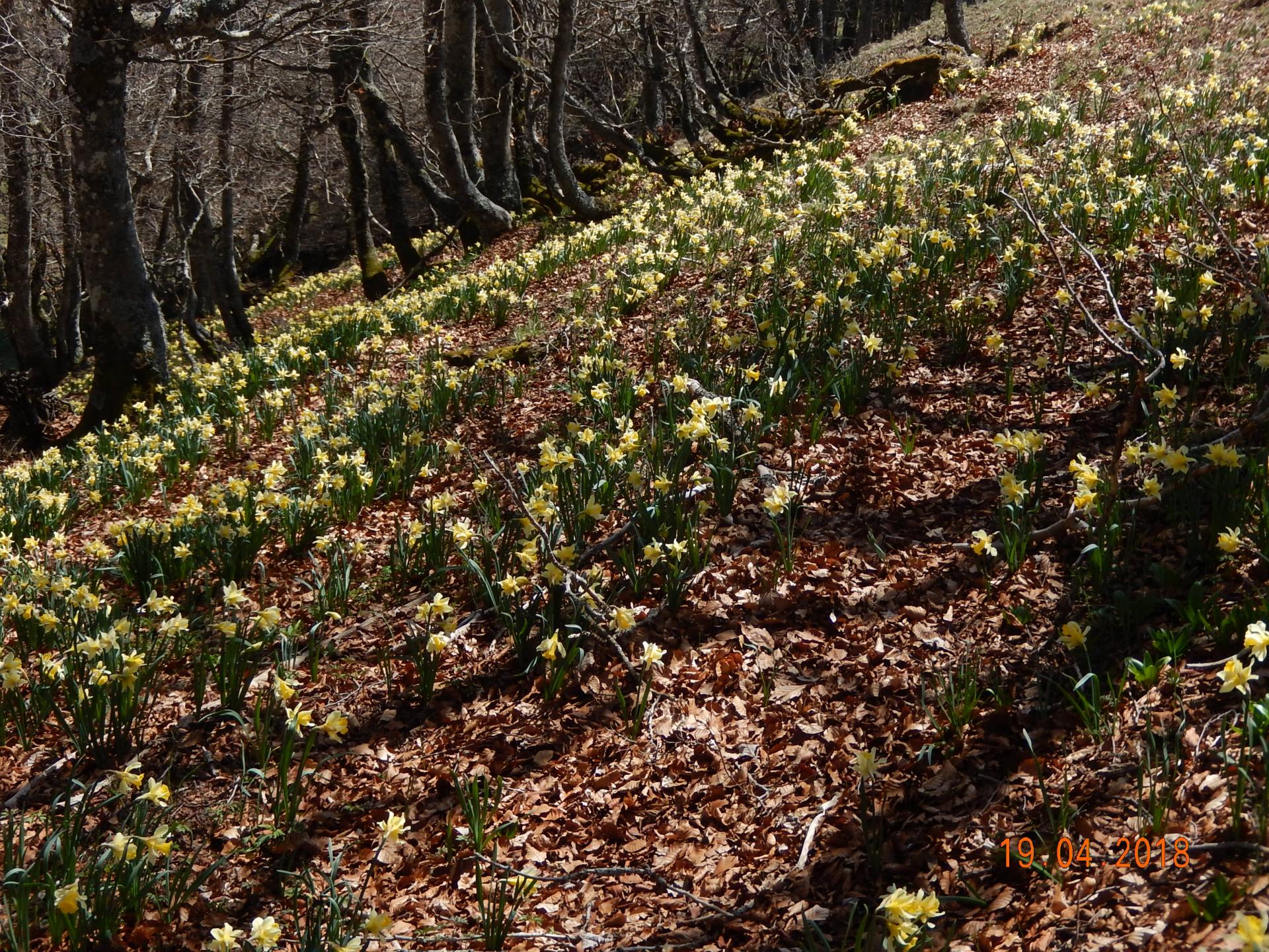 Les jonquilles à Pradiers