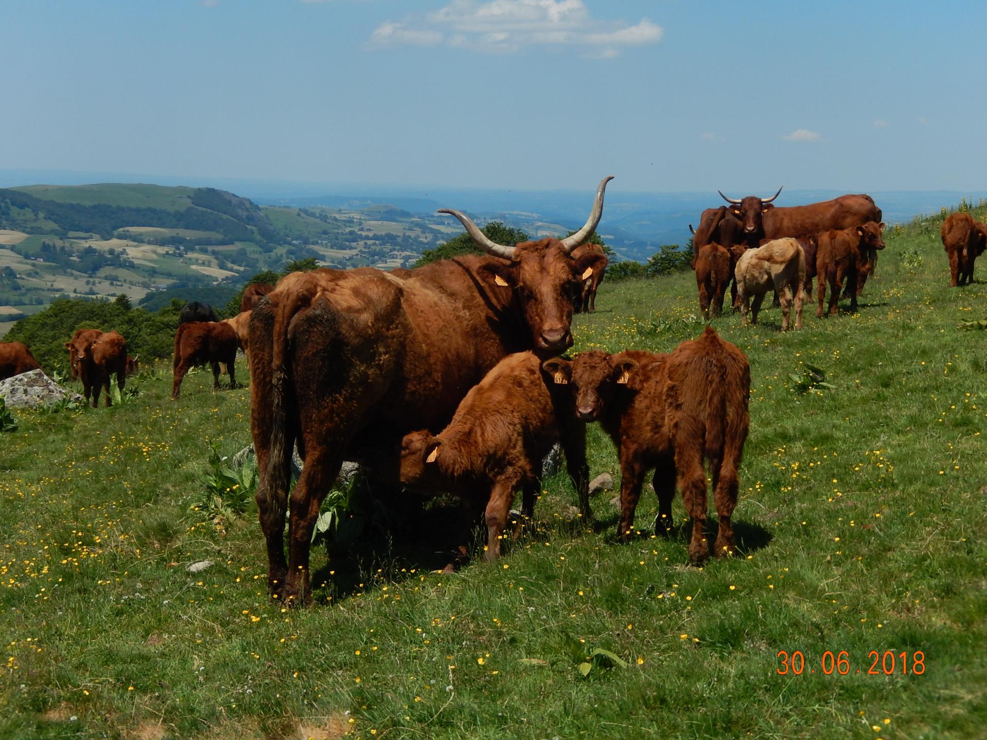 Les vaches Salers